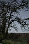 hängebirne