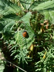 coccinella septempunctata