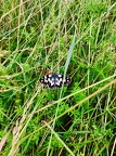 melanargia galathea